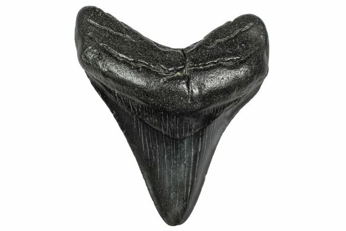 Fossil Megalodon Tooth - South Carolina #332228
